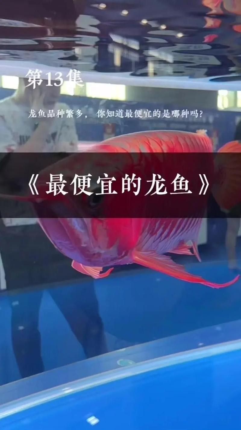 黃金龍魚(yú)的市場(chǎng)價(jià)格走勢(shì)（2025年黃金龍魚(yú)市場(chǎng)價(jià)格預(yù)測(cè)）