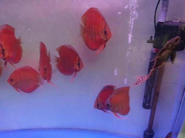 龍魚濾材多久換一次合適？