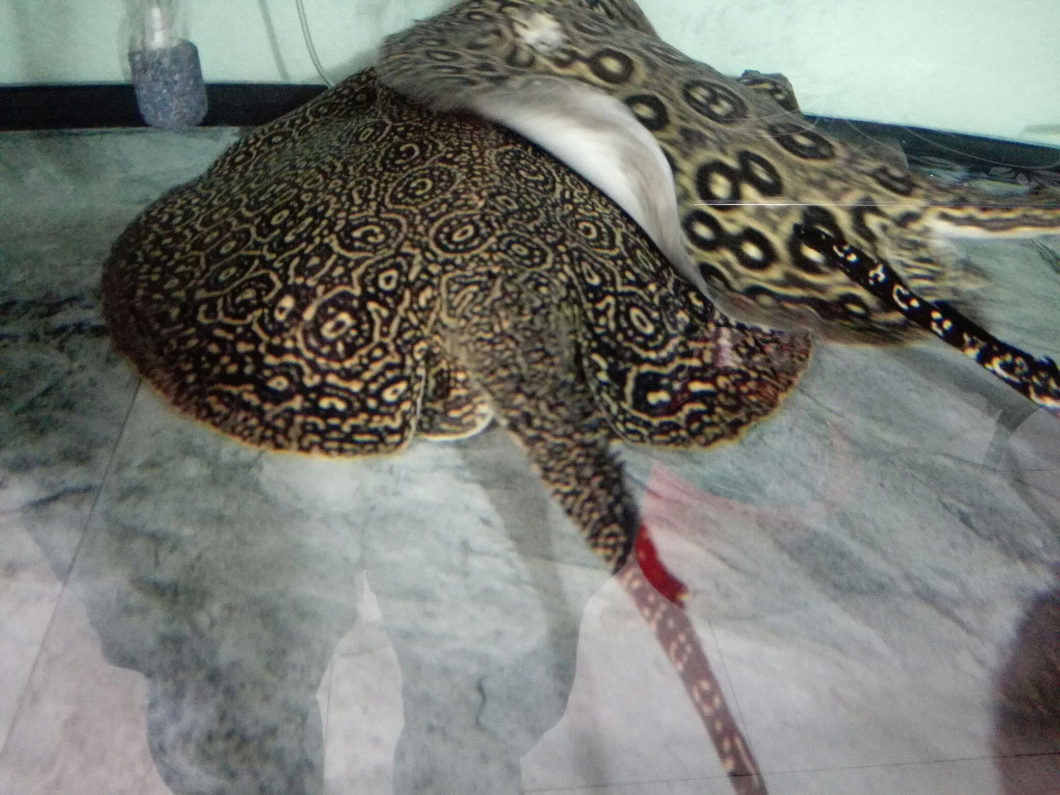 5條母魚 5條母魚 觀賞魚百科 第1張