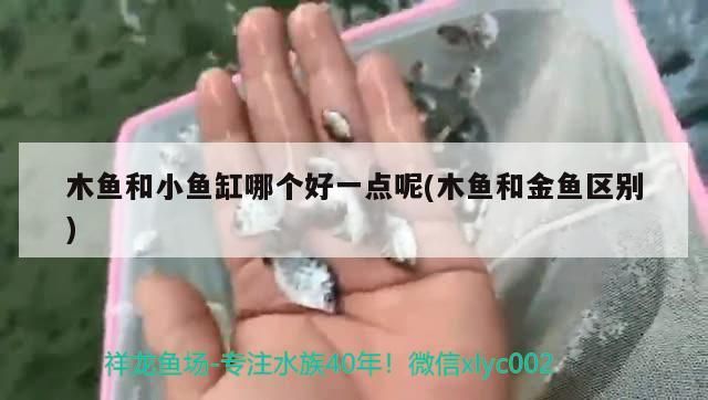 木魚和小魚缸哪個好一點呢(木魚和金魚區別)