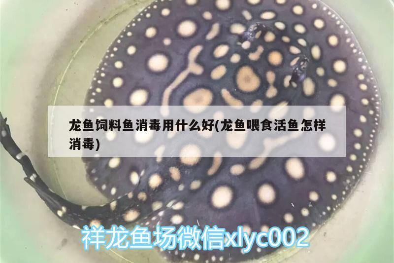 龍魚飼料魚消毒用什么好(龍魚喂食活魚怎樣消毒)