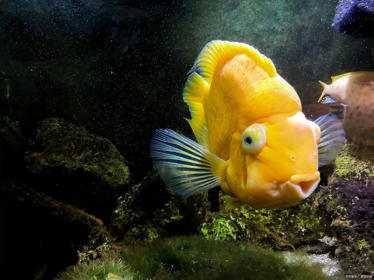 有哪些適合與藍鯊混養的魚類？