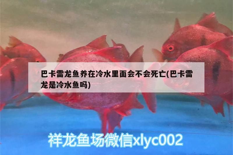 巴卡雷龍魚養在冷水里面會不會死亡(巴卡雷龍是冷水魚嗎)