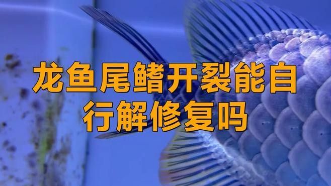 紅龍魚爛尾會自愈嗎？