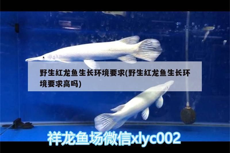 野生紅龍魚生長(zhǎng)環(huán)境要求(野生紅龍魚生長(zhǎng)環(huán)境要求高嗎) 野生紅龍魚生長(zhǎng)環(huán)境要求(野生紅龍魚生長(zhǎng)環(huán)境要求高嗎) 觀賞魚百科