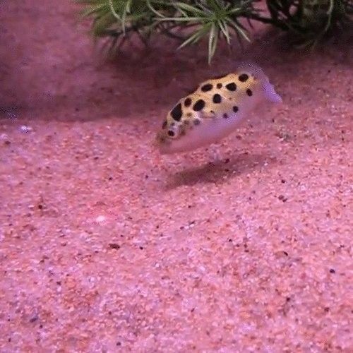 龍魚用藥過量有哪些癥狀（龍魚用藥過量會(huì)導(dǎo)致多種中毒癥狀）