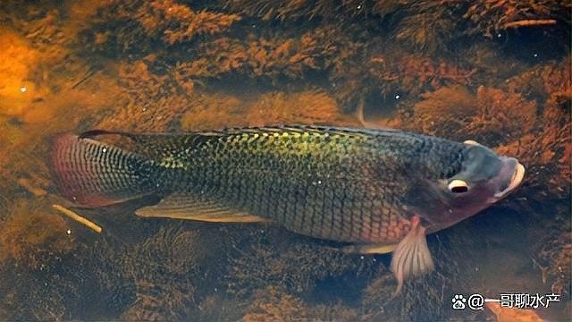 龍魚用藥過量有哪些癥狀（龍魚用藥過量會(huì)導(dǎo)致多種中毒癥狀）