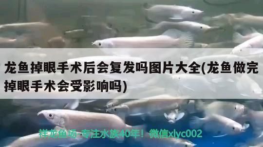魚缸過濾器選購指南:自制魚缸過濾器魚缸上置過濾器對于養(yǎng)魚愛好者的必備知識 龍魚掉眼手術后會復發(fā)嗎圖片大全(龍魚做完掉眼手術會受影響嗎) 觀賞魚百科 龍魚掉眼手術后會復發(fā)嗎圖片大全(龍魚做完掉眼手術會受影響嗎) 龍魚掉眼手術后會復發(fā)嗎圖片大全(龍魚做完掉眼手術會受影響嗎) 觀賞魚百科