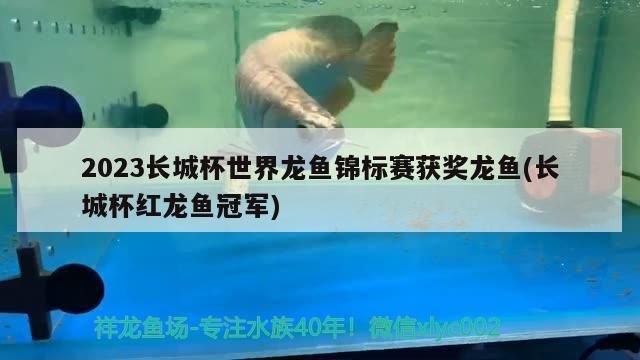 2023長城杯世界龍魚錦標賽獲獎龍魚(長城杯紅龍魚冠軍)