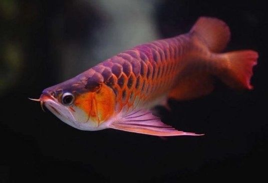 金龍魚需要什么樣的光照（金龍魚好養嗎養殖秘籍大揭秘,讓你養出健康又美麗的金龍魚）