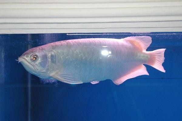 哪種白金龍魚(yú)最稀有？
