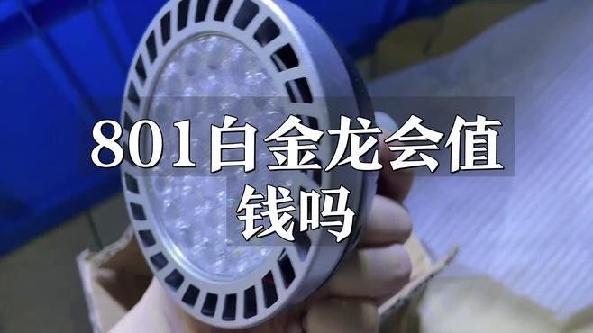 哪種白金龍魚(yú)最稀有？