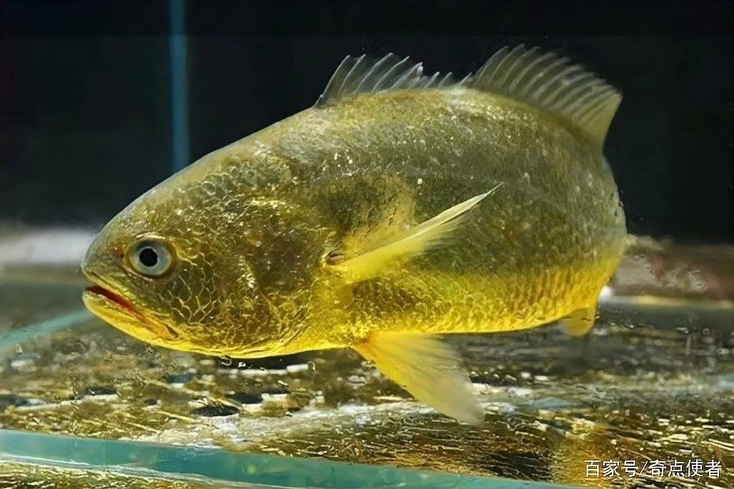 哪種白金龍魚(yú)最稀有？