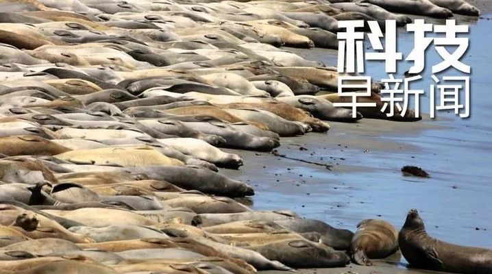 紅龍銀龍兩條龍魚混養怎么樣：關于紅龍銀龍兩條龍魚混養的疑問