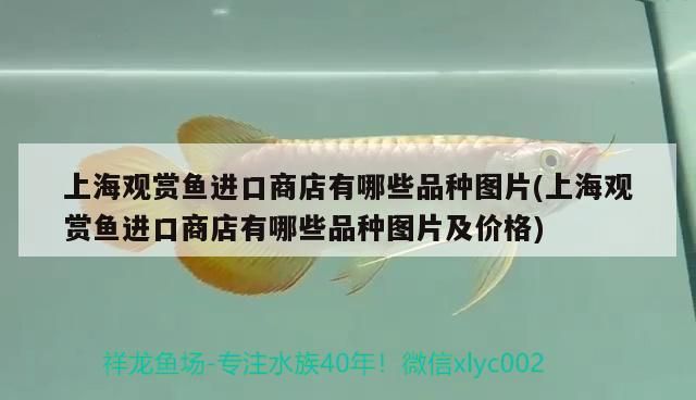 上海觀賞魚進口商店有哪些品種圖片(上海觀賞魚進口商店有哪些品種圖片及價格) 觀賞魚百科 第2張 上海觀賞魚進口商店有哪些品種圖片(上海觀賞魚進口商店有哪些品種圖片及價格) 上海觀賞魚進口商店有哪些品種圖片(上海觀賞魚進口商店有哪些品種圖片及價格) 觀賞魚百科 第2張