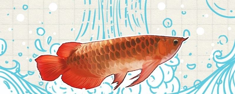 BTL紅龍魚發(fā)色最佳溫度是多少（tl紅龍魚發(fā)色的最佳溫度在28-30攝氏度之間）