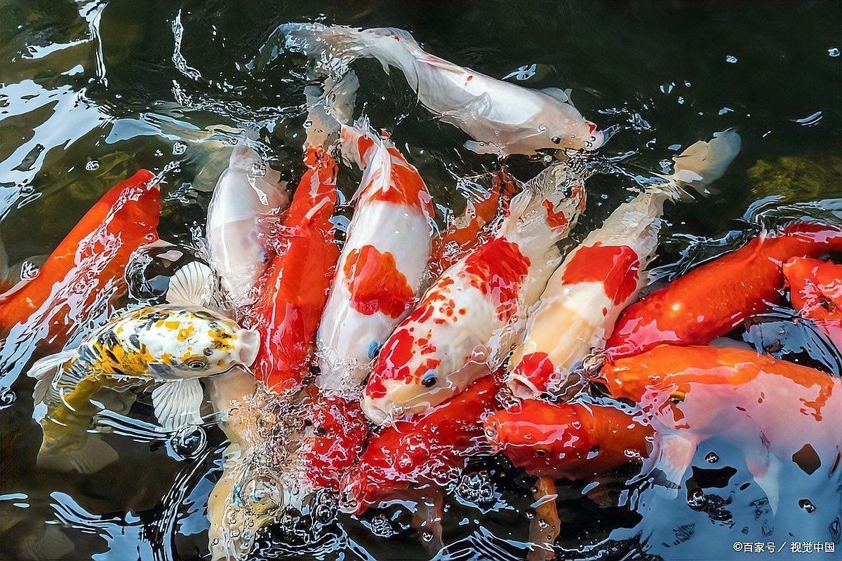 黃粉治療期間需要喂食嗎（養魚常見病藥物使用全解析）