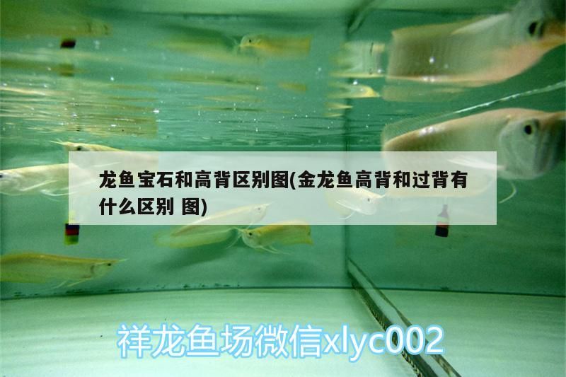 龍魚寶石和高背區別圖(金龍魚高背和過背有什么區別圖) 龍魚寶石和高背區別圖(金龍魚高背和過背有什么區別圖) 觀賞魚百科