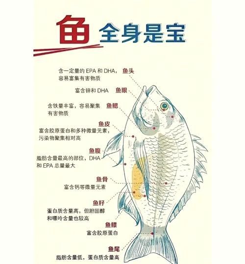 金龍魚吃魚肉有哪些好處（金龍魚為什么容易被消化吸收王雪梅魚肉吃了好消化）