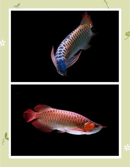 金龍魚黑色背景多久換一次（如何判斷金龍魚是否需要換背景？） 金龍魚黑色背景多久換一次（如何判斷金龍魚是否需要換背景？） 龍魚百科 第4張