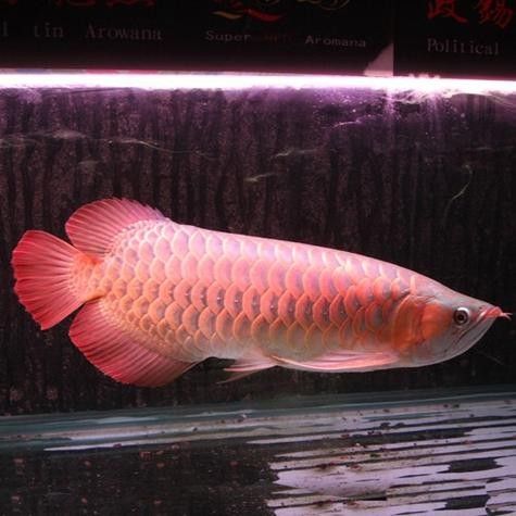 如何區分瑰寶龍和政錫龍魚？（如何區分不同品種的龍魚？）
