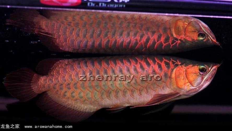 如何區分瑰寶龍和政錫龍魚？（如何區分不同品種的龍魚？）