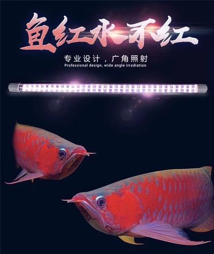 紅龍魚燈具的價格范圍是多少