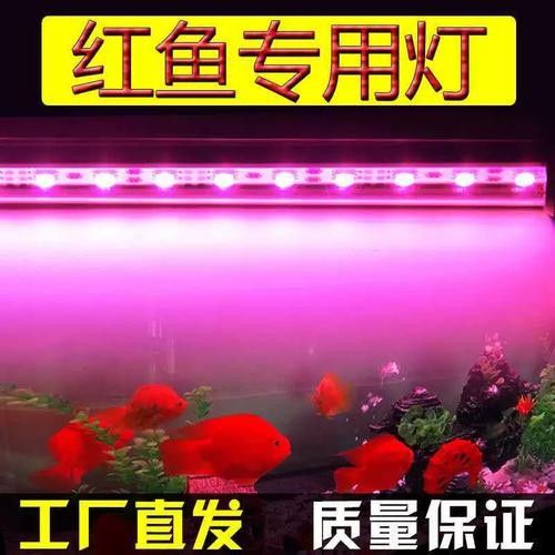 紅龍魚燈具的價格范圍是多少