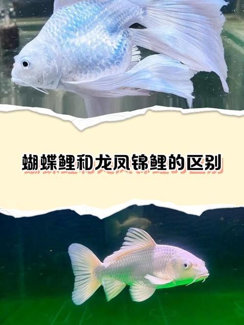 白金龍鳳鯉和蝴蝶鯉哪個更好養(yǎng)？（白金龍鳳鯉和蝴蝶鯉的區(qū)別，）