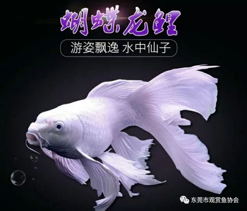 白金龍鳳鯉和蝴蝶鯉哪個更好養(yǎng)？（白金龍鳳鯉和蝴蝶鯉的區(qū)別，）