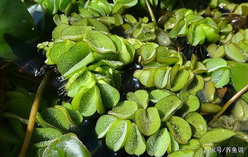 龍魚和燕魚混養(yǎng)需要哪些水草？（魚和燕魚混養(yǎng)需要多久換一次水，龍魚和燕魚混養(yǎng)需要多久換一次水） 龍魚和燕魚混養(yǎng)需要哪些水草？（魚和燕魚混養(yǎng)需要多久換一次水，龍魚和燕魚混養(yǎng)需要多久換一次水） 龍魚百科 第3張