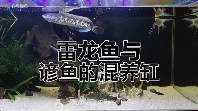 龍魚和燕魚混養(yǎng)需要哪些水草？（魚和燕魚混養(yǎng)需要多久換一次水，龍魚和燕魚混養(yǎng)需要多久換一次水） 龍魚和燕魚混養(yǎng)需要哪些水草？（魚和燕魚混養(yǎng)需要多久換一次水，龍魚和燕魚混養(yǎng)需要多久換一次水） 龍魚百科 第1張