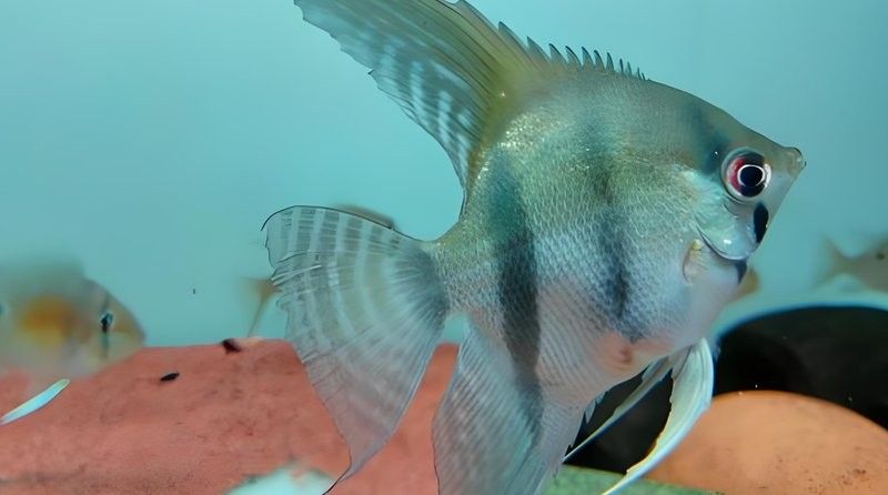 龍魚和燕魚混養(yǎng)需要哪些水草？（魚和燕魚混養(yǎng)需要多久換一次水，龍魚和燕魚混養(yǎng)需要多久換一次水） 龍魚和燕魚混養(yǎng)需要哪些水草？（魚和燕魚混養(yǎng)需要多久換一次水，龍魚和燕魚混養(yǎng)需要多久換一次水） 龍魚百科 第2張