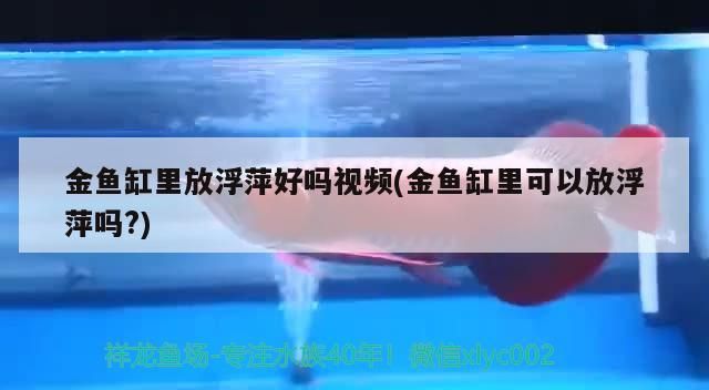 金魚缸里放浮萍好嗎視頻(金魚缸里可以放浮萍嗎?)(金魚缸里放浮萍好嗎)