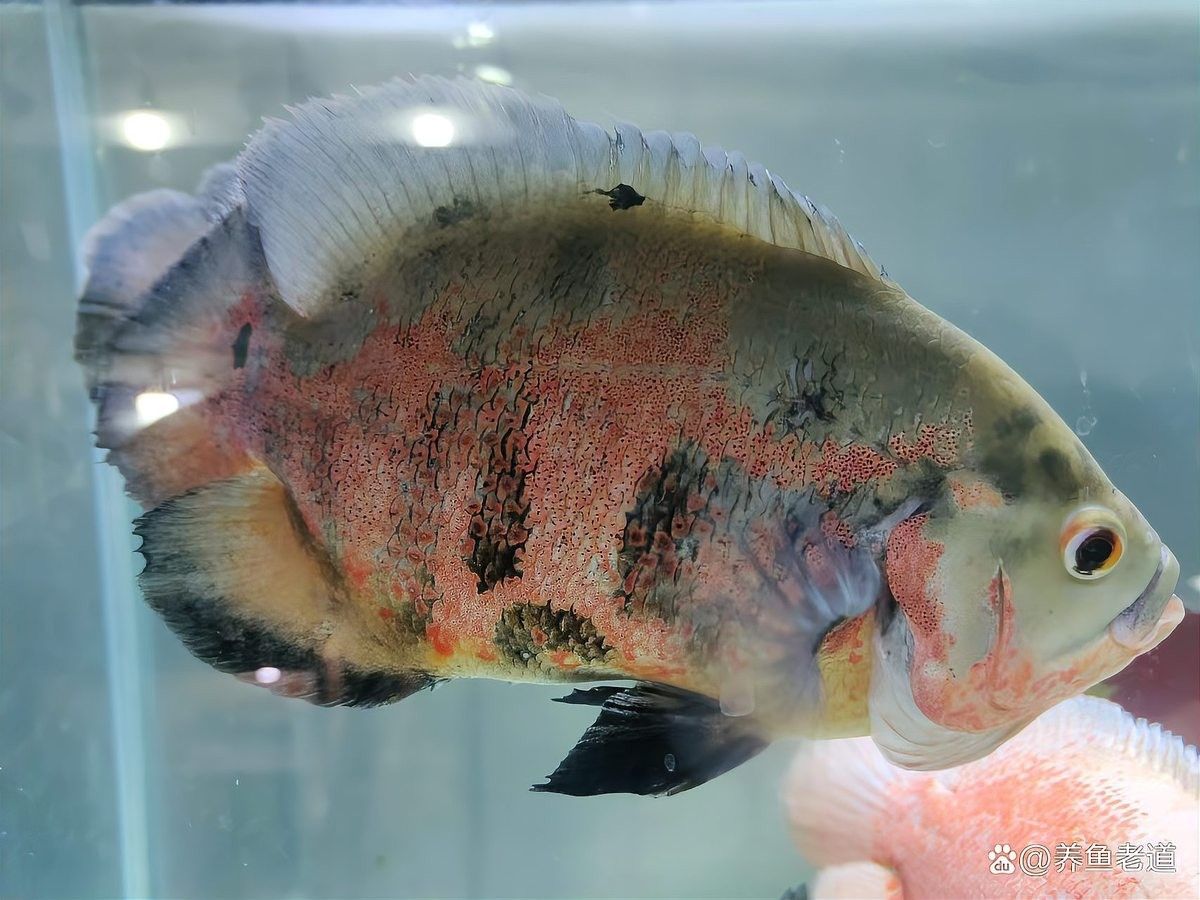 龍魚跳缸會(huì)摔傷嗎（養(yǎng)魚老道銀龍魚會(huì)跳缸嗎龍魚跳缸可能會(huì)摔傷的原因有4個(gè)）