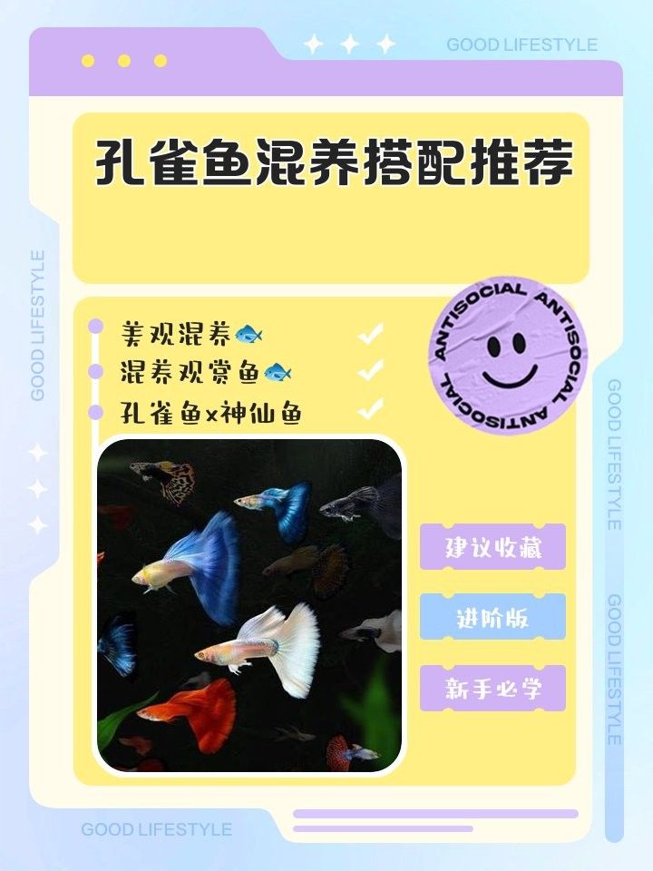 孔雀魚和龍魚混養的最佳搭配（aisimaodu混養觀賞魚最佳搭配樂圖工坊）