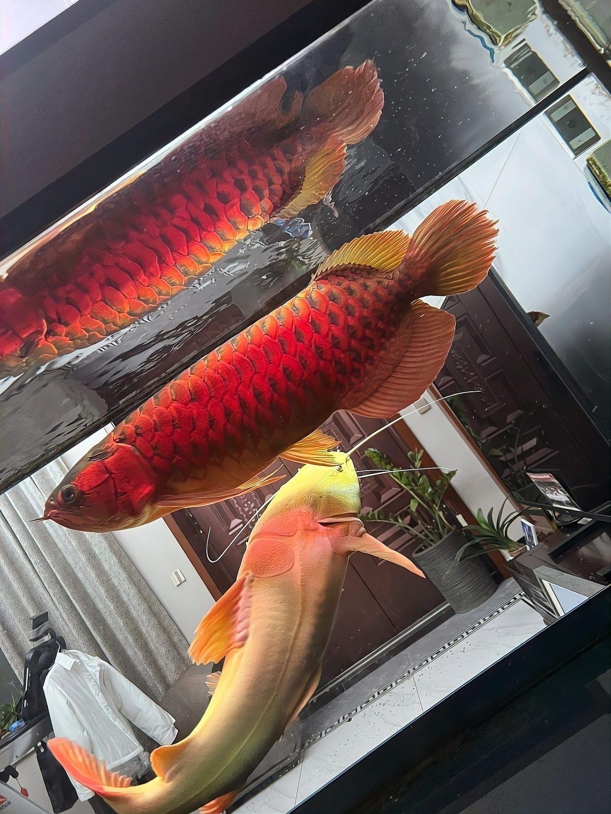 高陽世家龍魚養(yǎng)殖技術（養(yǎng)龍魚，這8點必須要牢記）