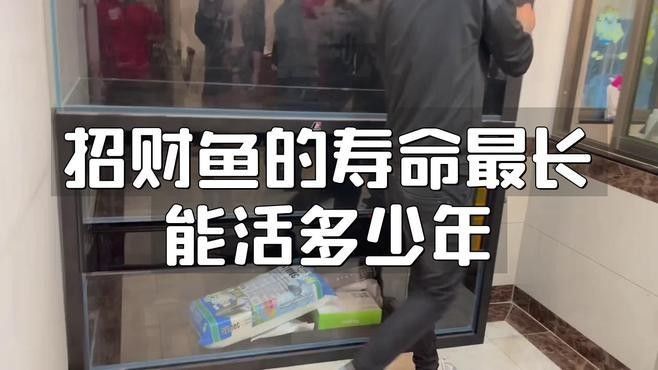 紅眼白子招財龍成魚壽命有多長？（紅眼白子招財龍成魚的壽命）