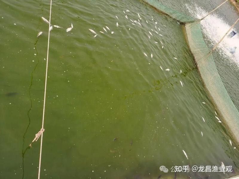 哪種殺蟲劑對龍魚最安全？（養龍魚時選擇合適的殺蟲劑是確保水質清潔和魚類健康的關鍵）