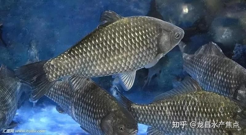 哪種殺蟲劑對龍魚最安全？（養龍魚時選擇合適的殺蟲劑是確保水質清潔和魚類健康的關鍵）