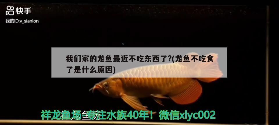 我們家的龍魚最近不吃東西了?(龍魚不吃食了是什么原因)
