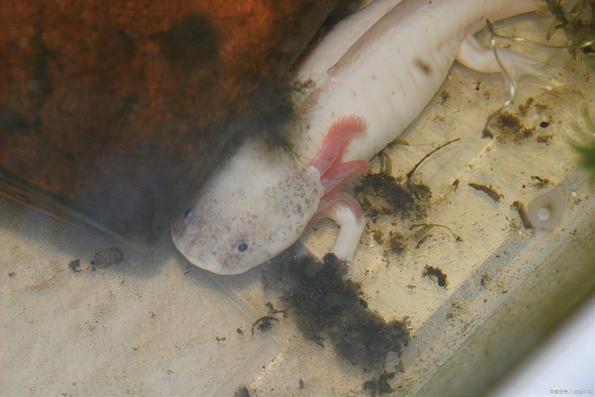 六角龍魚飼養(yǎng)難度大嗎 六角龍魚飼養(yǎng)難度大嗎 龍魚百科 第2張