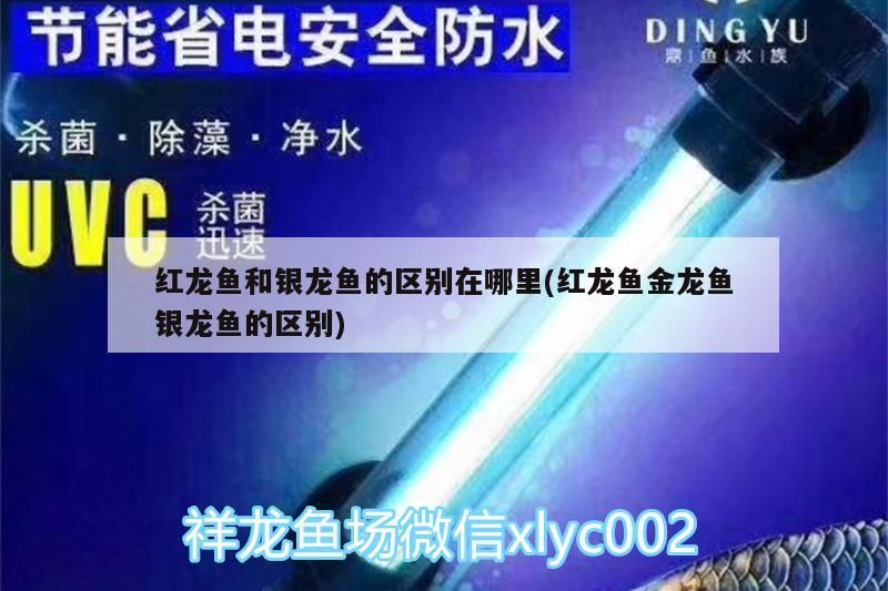 龍魚死了有什么說法嗎?(龍魚死了有什么說法嗎圖片) 龍魚死了有什么說法嗎?(龍魚死了有什么說法嗎圖片) 觀賞魚百科