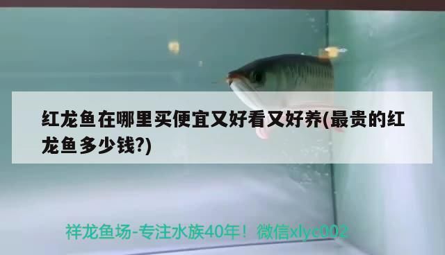 紅龍魚(yú)在哪里買(mǎi)便宜又好看又好養(yǎng)(最貴的紅龍魚(yú)多少錢(qián)?)