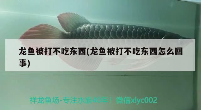 龍魚被打不吃東西(龍魚被打不吃東西怎么回事)（祥龍魚被打不吃東<strong><mark>西和</mark></strong>龍魚被打不吃東西怎么回事)）