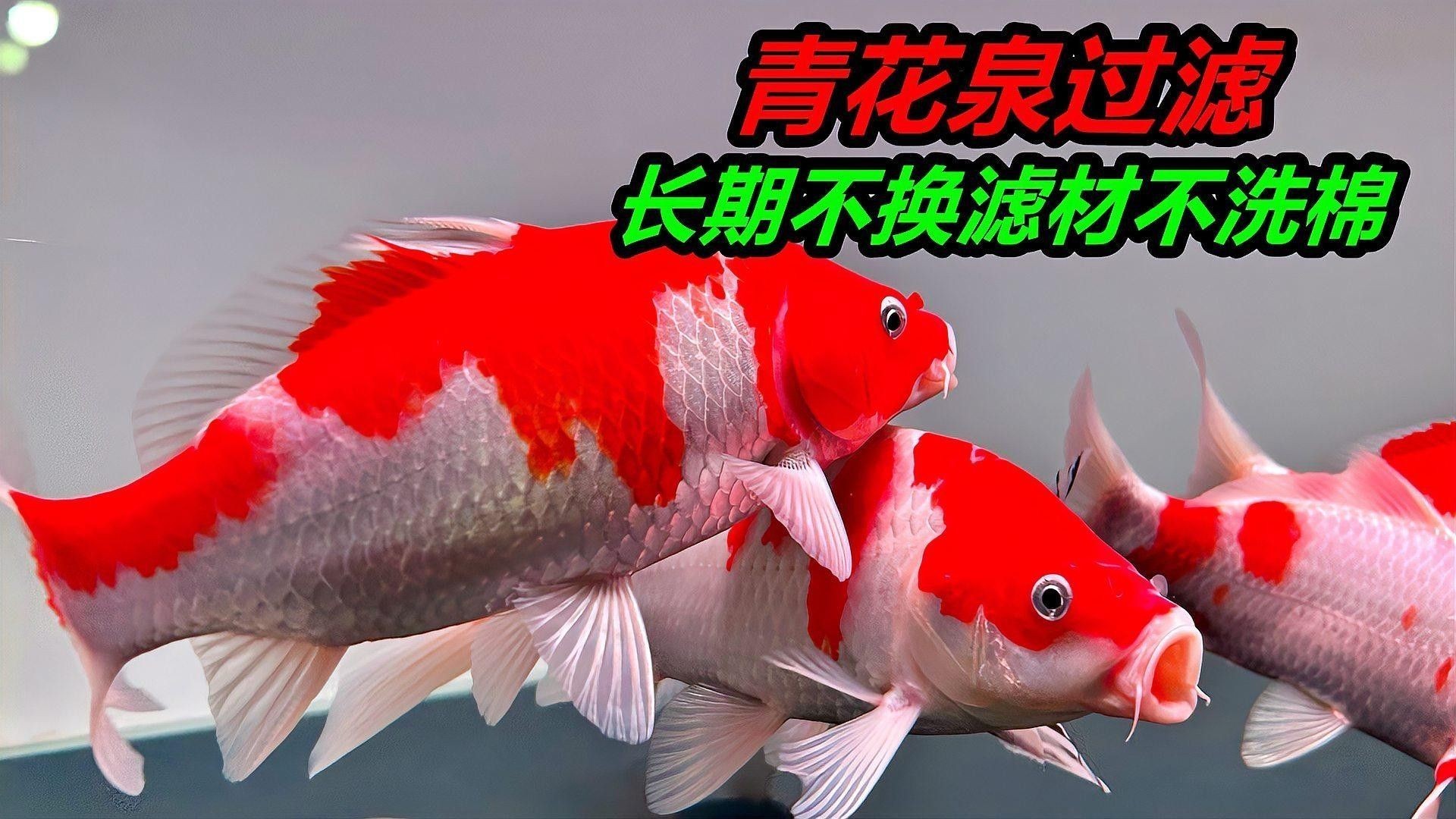 龍魚缸養錦鯉需要多大的魚缸？（養錦鯉需要多大的魚缸？） 龍魚缸養錦鯉需要多大的魚缸？（養錦鯉需要多大的魚缸？） 龍魚百科 第3張
