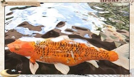 龍魚缸養錦鯉需要多大的魚缸？（養錦鯉需要多大的魚缸？） 龍魚缸養錦鯉需要多大的魚缸？（養錦鯉需要多大的魚缸？） 龍魚百科 第7張