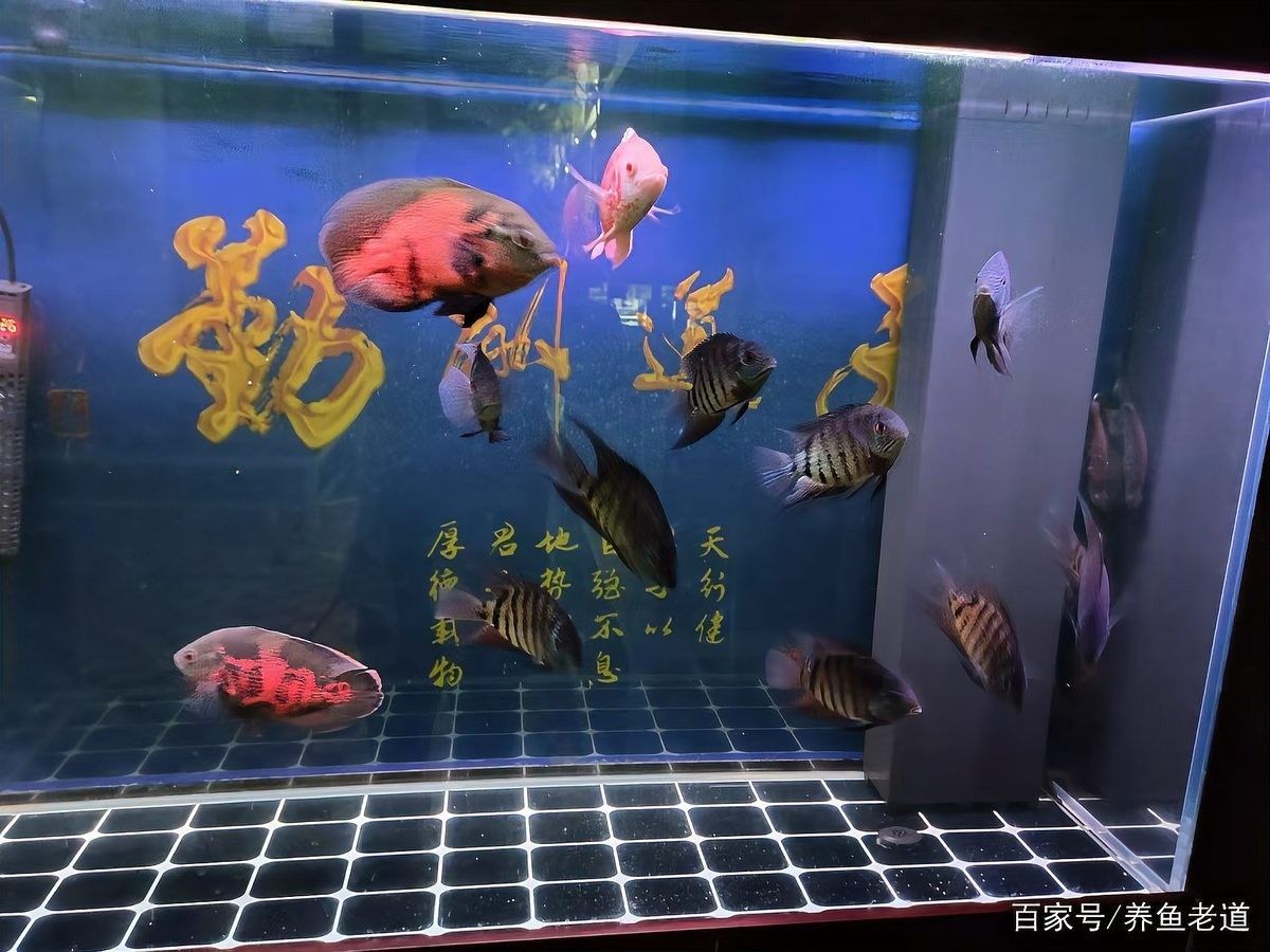 龍魚缸養錦鯉需要多大的魚缸？（養錦鯉需要多大的魚缸？） 龍魚缸養錦鯉需要多大的魚缸？（養錦鯉需要多大的魚缸？） 龍魚百科 第10張