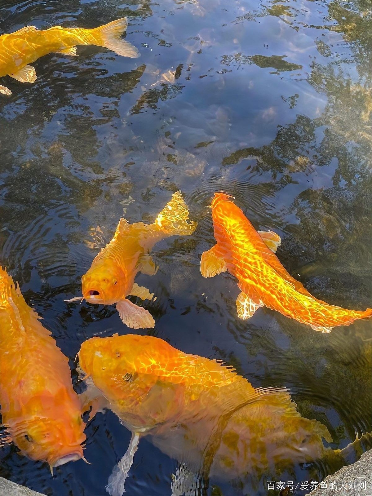 龍魚缸養錦鯉需要多大的魚缸？（養錦鯉需要多大的魚缸？） 龍魚缸養錦鯉需要多大的魚缸？（養錦鯉需要多大的魚缸？） 龍魚百科 第9張