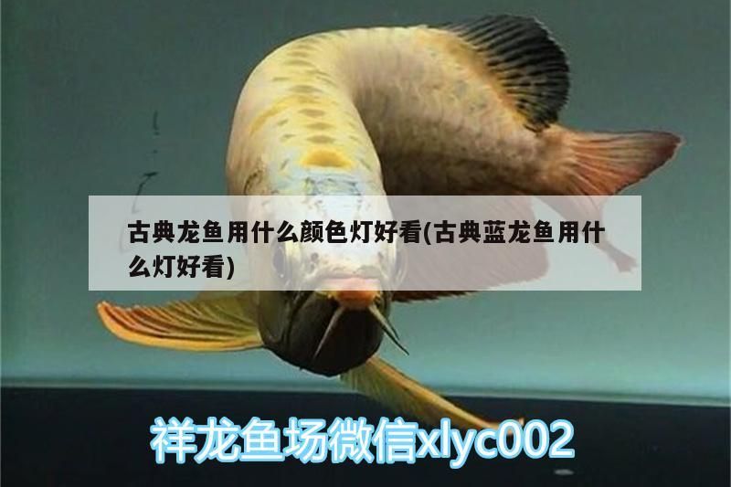 古典龍魚用什么顏色燈好看(古典藍龍魚用什么燈好看)